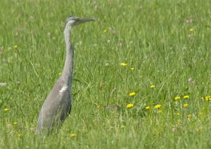 Rezervat sivih čapelj